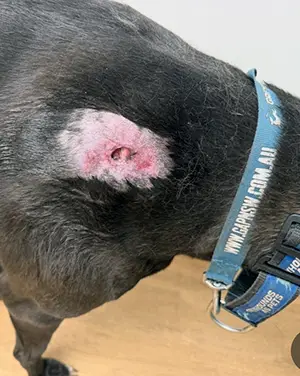 Sunny the dogs injury